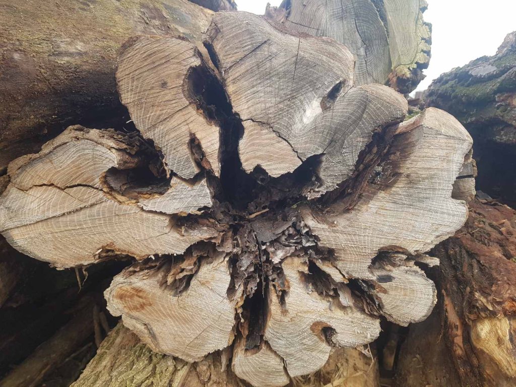 Wood design DML