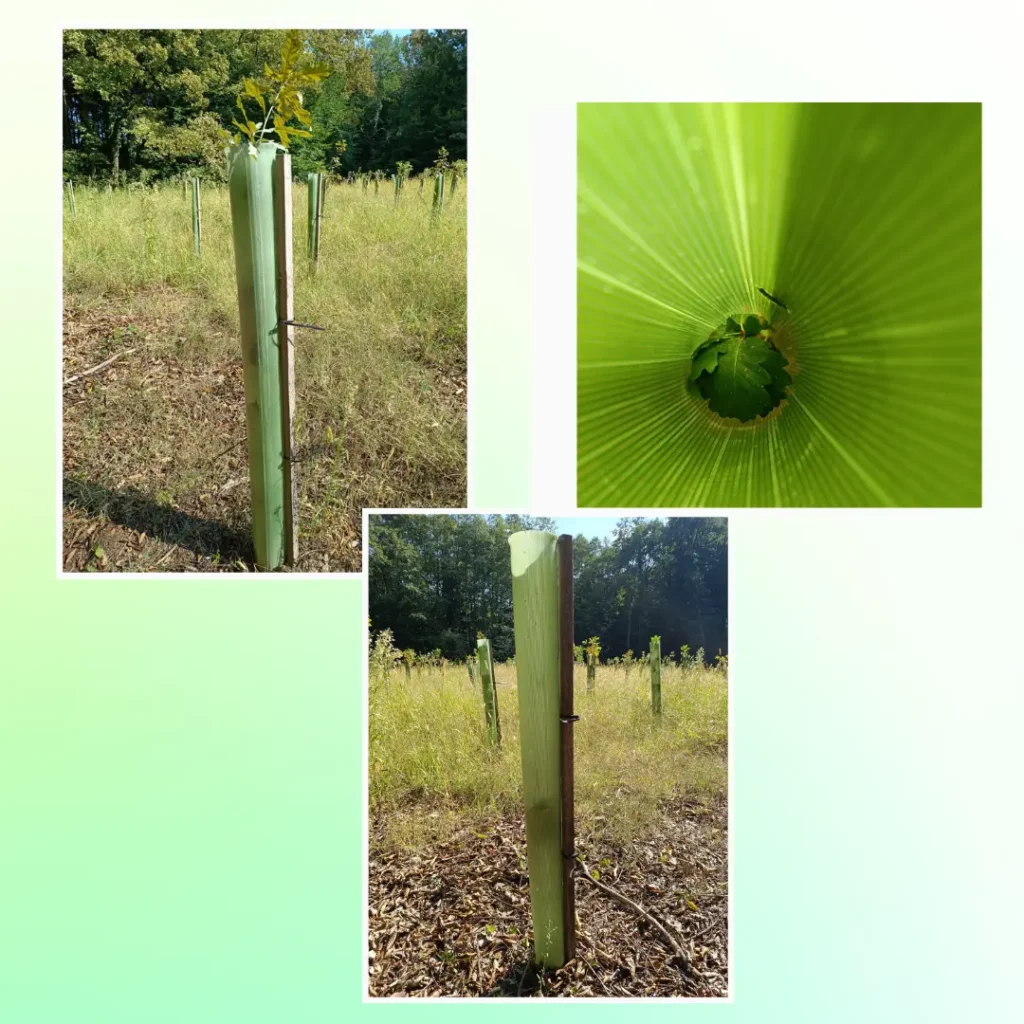 Tulijeve cijevi DML logistika